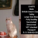 Beautiful handsome British Cream Classic Tabby shorthair large size Breed in Al Ain