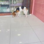 Beagle Male From Spain 🇪🇸 in Dubai