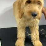Golden Doddle in Abu Dhabi