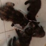 Kittens mix Persian Hinalayan in Dubai