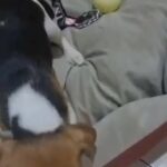 Beagle puppies 🐶 in Dubai
