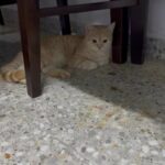 Nice Cat in Dubai