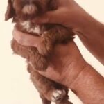 (SOLD) Female Red Cavapoo Puppy in Dubai