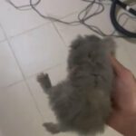 Female fluffy scottish fold in Abu Dhabi