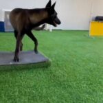 Obedience Training With Clients Dog in Dubai