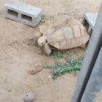دبي in Dubai
