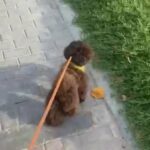 Looking for Brown Toy Poodle in Dubai