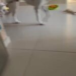 Dalmatian Puppy - ONE MALE FOR SALE🤍🖤 in Dubai