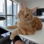 Mainecoon - 11 Month Old Ginger Male Neutered in Dubai