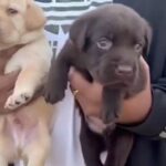 Pure Good Size Labrador Puppies in Dubai