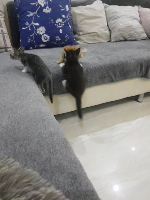 Free Cats for adoption in Abu Dhabi