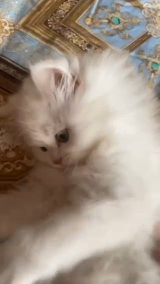 Norwegian Forest cat / Himalayan Mix Breed For Sale in RAK City