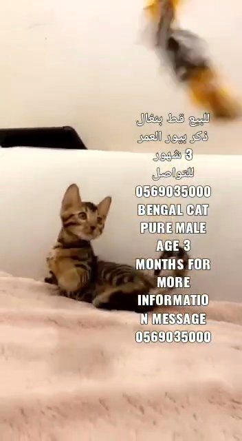 pure Bengal cat male in Sharjah