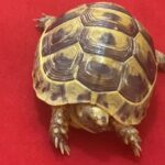 pet Tortoise in Dubai