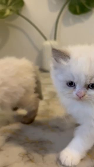 Ragdoll Kittens 2 Month Old in Dubai