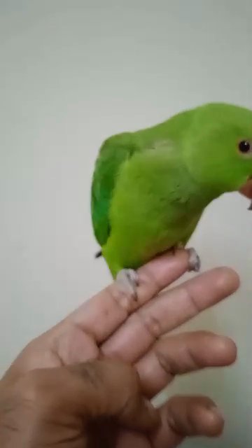 4 month old  👍 hand tame no❌️ bite in Dubai