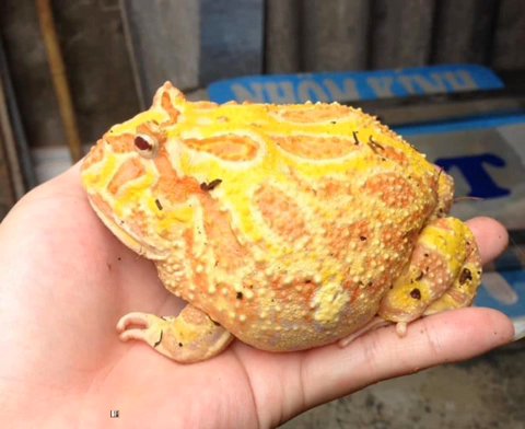 Pacman Frog Adult Female in Dubai