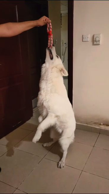 White Swiss Shepherd for adoption in Sharjah