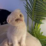 Scottish Fold Short Hair -male -2 Months in Dubai