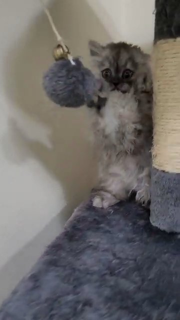 Persian kitten-vaccinated in Dubai