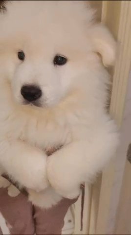 Samoyed Puppy Male All Vacation Done in Dubai