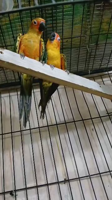 sun conure 10 months old pair in Sharjah