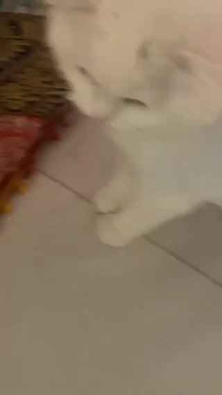 Turkish Angora Cat For Sale in Dubai