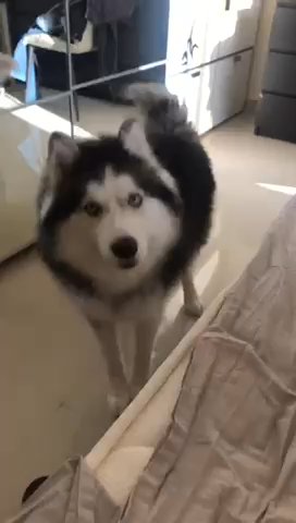 Husky Pure for sale in Ajman