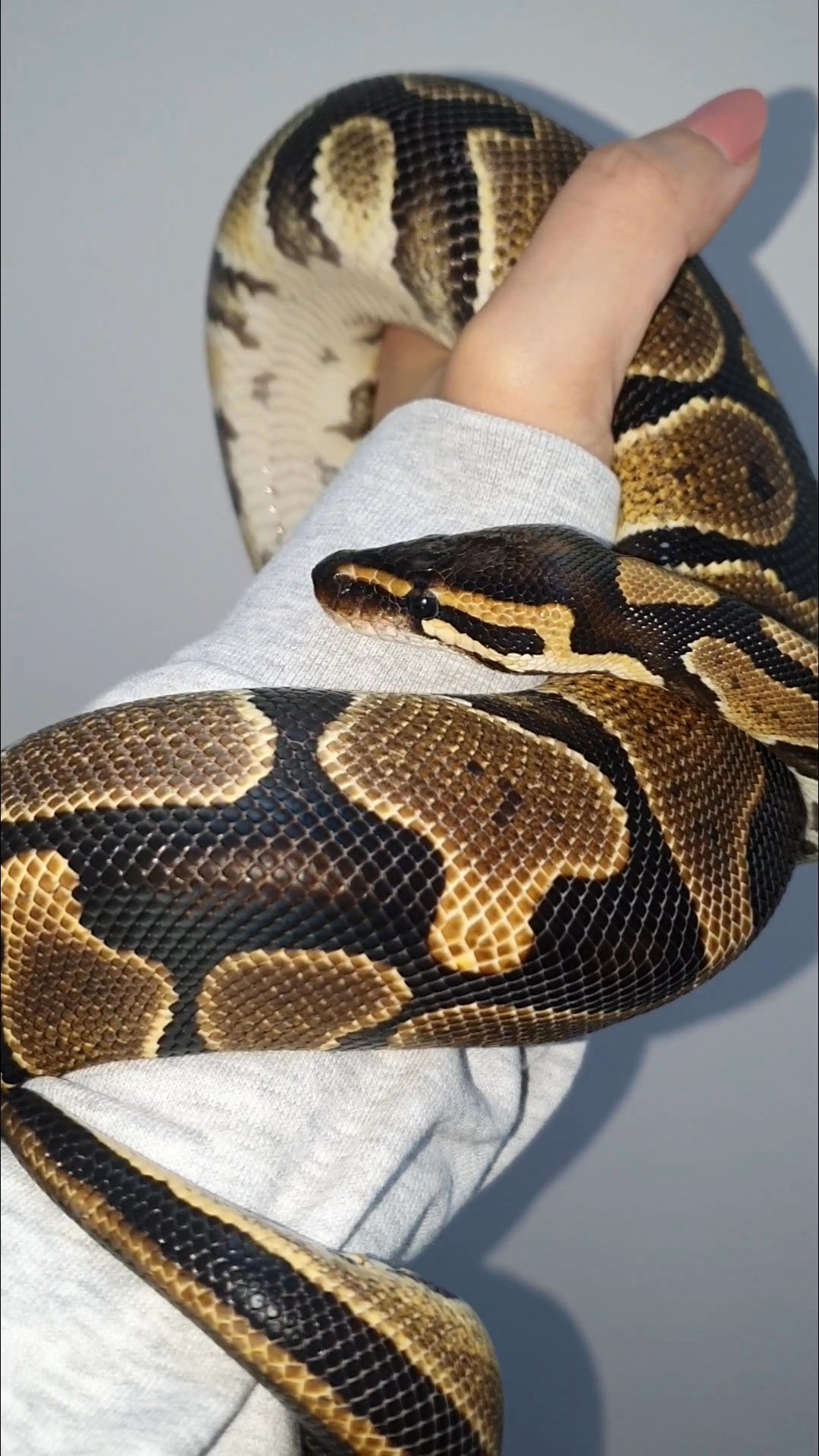 Normal ball python in Abu Dhabi