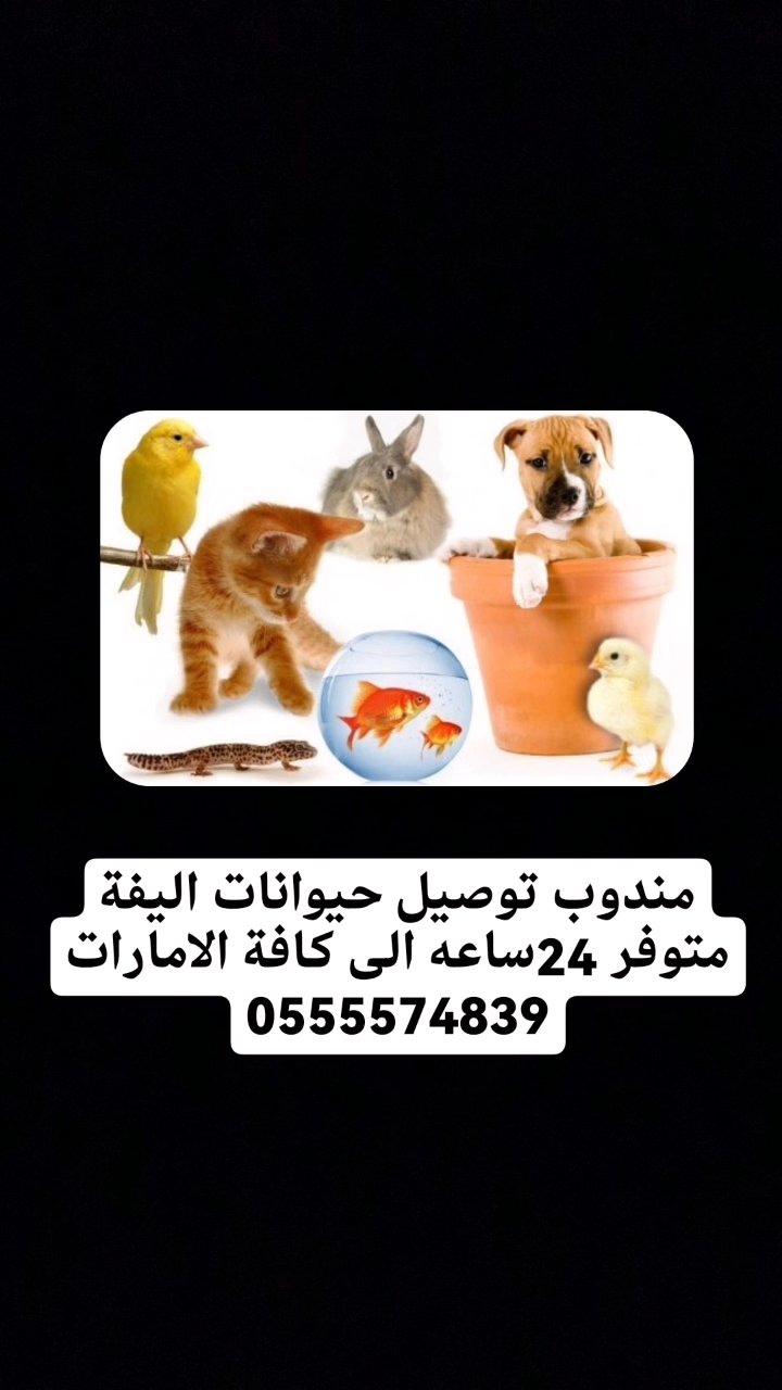 مندوب توصيل حيوانات اليفة متوفر 24ساعه الى كافة الامارات in Abu Dhabi