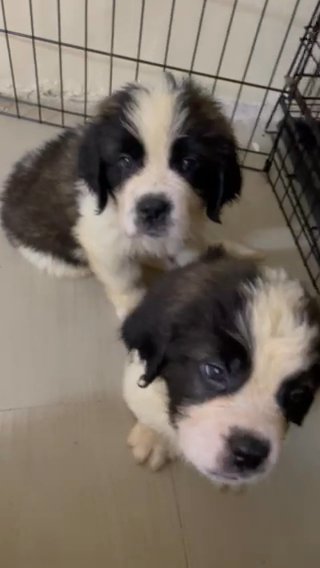 Premium Quality Saint Bernard Puppies in Dubai