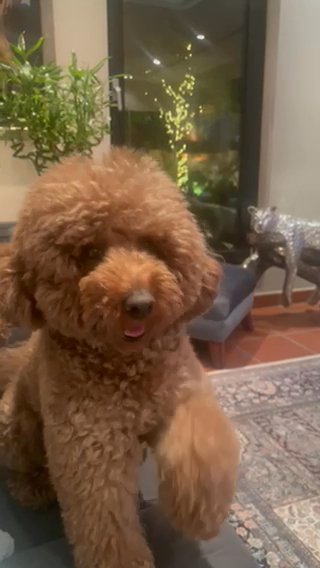 Male Pure Teddy Poodle (For Mating ONLY) in Dubai