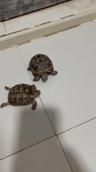 سلاحف للبيع in Abu Dhabi