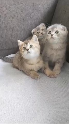 scottish kittens in Dubai