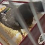 حمامه pigeon in Ajman