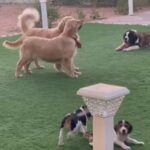 FEMALE STBernard Imported With Pedigree in RAK City