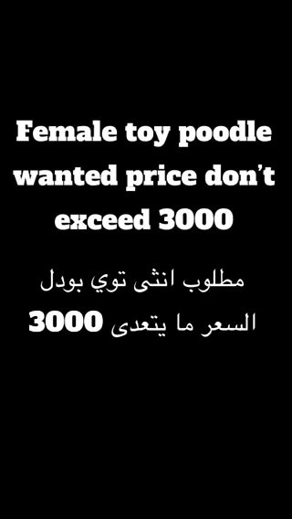 Wanted Toy Poodle Female مطلوب انثى توي بودل in Sharjah