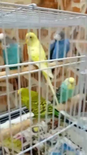 6 Bugeri with new cage plus breeding pot all in 180 in Ajman
