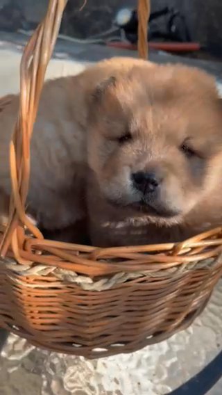 Chow Chow Puppy Male 7 Weeks in Dubai