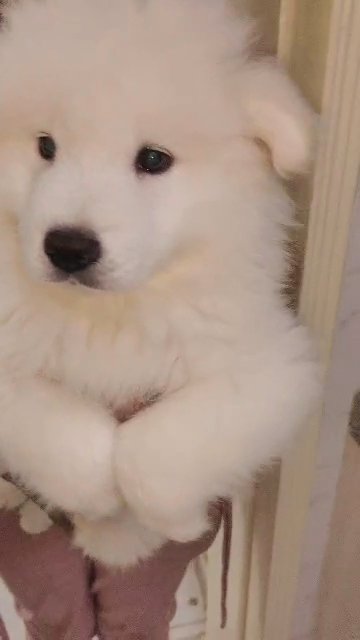 samoyed male ذكر سامويد in Sharjah