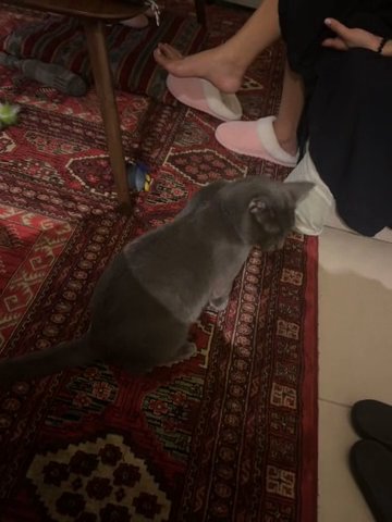 Russian Blue For Sale in Abu Dhabi