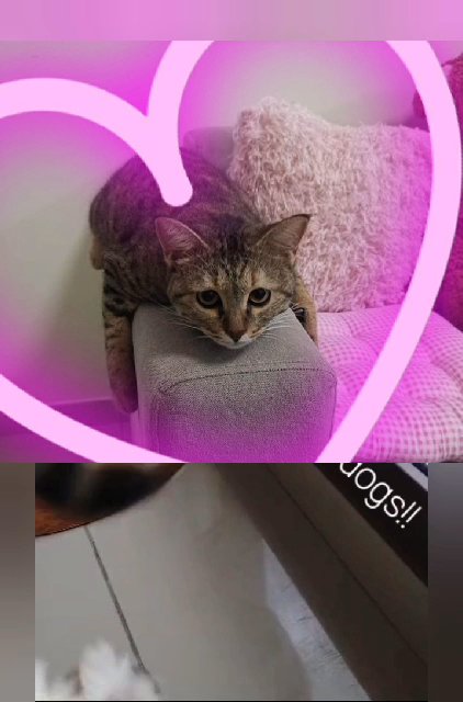 super cute cat in need- urgent!! in Dubai