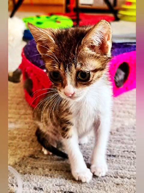 cute kitten in need - needs help!! in Dubai