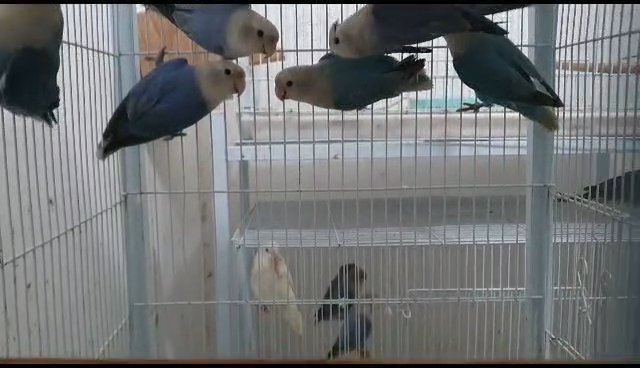 love birds in Abu Dhabi