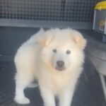 Samoyed Puppy Fluffy Wide Bones in Dubai