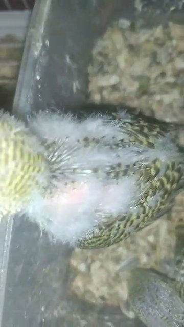 2 adorable  Budgie Chicks dark olive and deep yellow in Sharjah