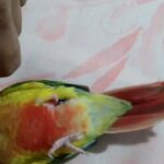 red factor pineapple conure in Abu Dhabi