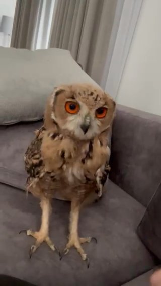Eagle Owl For Sale in Dubai