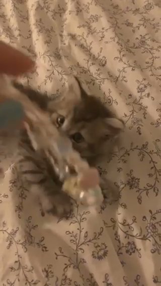 Persian Kitten For Sell in Dubai