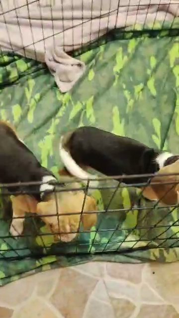 beagle puppies بيجل sold in Sharjah